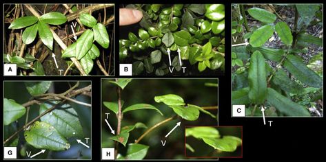 The leaves of the vine Boquila trifoliolata change depending on the species of tree it’s growing on. Researchers photographed the vine (V) g... Male Bee, Landscape Inspiration, Moth Caterpillar, Temperate Rainforest, Alpine Plants, Climbing Plants, Tree Leaves, South American, Botany