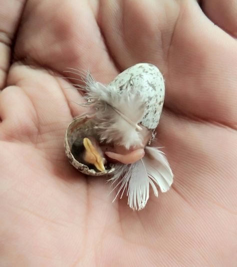 #naturallover #babybirds #naturalaesthetic Baby Sparrow, New Born Baby, Nature Lover, Birds, Canning