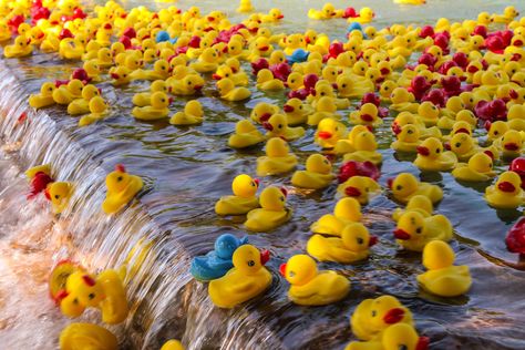 The Rockwall Rubber Duck Regatta is a popular local event filled with fun and whimsy. Here's what to expect at the great duck race. Rubber Duck Race Ideas, Duck Race Fundraiser, Rubber Duck Games, Rubber Duck Fundraiser, Duck Race, Rubber Duck Game Carnival, Rubber Duck Race, New Friend Quotes, Giant Rubber Duck