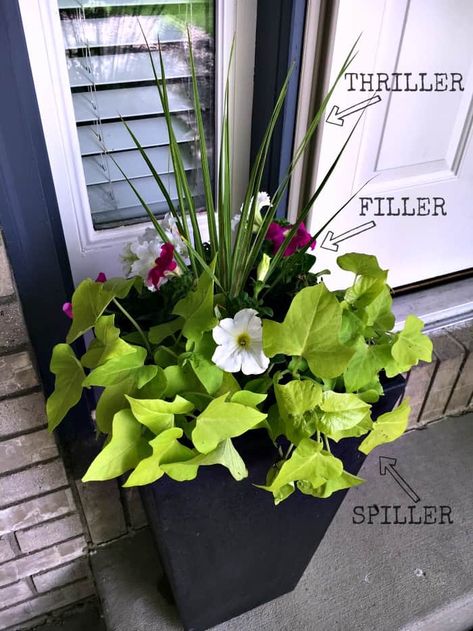 Thrillers Fillers Spillers, Succulent Landscape Design, Container Planting, Growing Tomatoes In Containers, Container Vegetables, Succulent Landscaping, Container Gardening Flowers, Flower Gardening, Container Garden