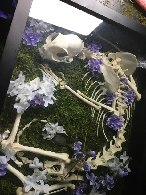 Skeleton Flower Aesthetic, Bone Taxidermy Art, Taxidermist Aesthetic, Bone Display Ideas, Animal Bones Crafts, Bone Shelf, Bone Terrarium, Animal Bone Art, Bone Display