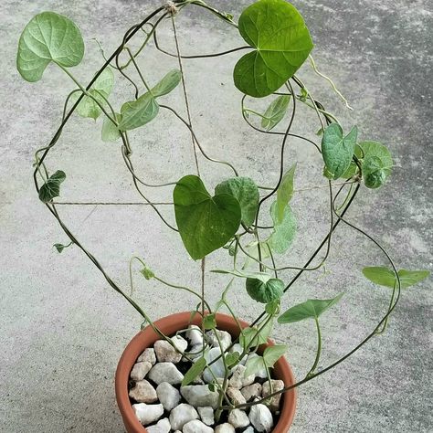 Trellis Ideas For Houseplants, Diy House Plant Trellis, Diy Trellis For Potted Plants, Diy Wire Plant Trellis, Small Garden Trellis, Diy Small Trellis For Flower Pot, Diy Small Plant Trellis, Diy Small Indoor Plant Trellis, Potted Plant Trellis