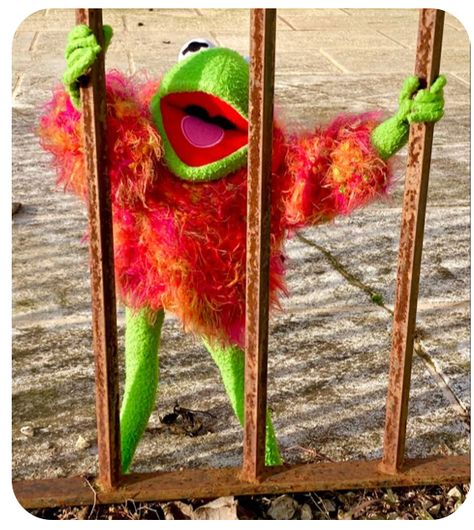 Contact Photos, Kermit And Miss Piggy, Elmo And Friends, Reaction Image, Door Decs, The Muppet Show, Miss Piggy, Kermit The Frog, Silly Images