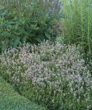 English Thyme, Flagstone Steps, Fenced Garden, Thyme Plant, Wall Plants, Creeping Thyme, Deer Proof, Ground Covers, Perennial Border