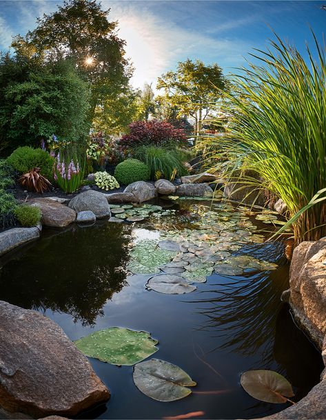 17 Stunning Pond Ideas to Transform Your Garden Oasis | Bigger Garden Natural Backyard Pools, Natural Backyard, Swimming Ponds, Natural Swimming Ponds, Small Pond, Pond Ideas, Swimming Pond, Mouse House, Backyard Pools