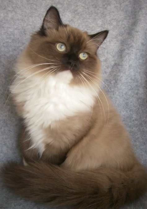 Beautiful Sepia Mitted Mink Ragdoll...could have a whole household of this breed! Ragdoll Kittens, Ragdoll Kitten, Cats Breeds, Cute Cats Photos, Ragdoll Cat, Domestic Cat, Cute Cats And Kittens, Cute Kittens, Pretty Cats