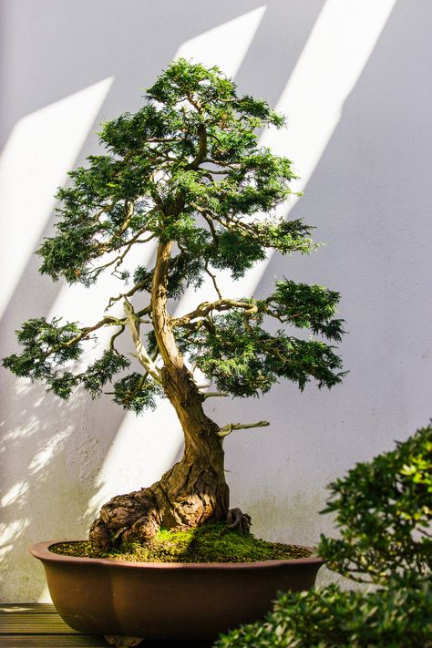 Por orden de edad, los siguientes son los árboles más viejos (y sabios) que se han preservado en el planeta. Banyan Tree Bonsai, Bonsai Tree Care, Tree Seedlings, Bonsai Styles, Japanese Bonsai, Indoor Bonsai, Live Tree, Hydrangea Macrophylla, Bonsai Art