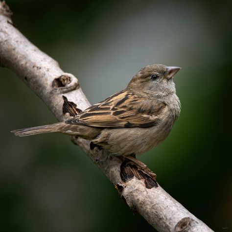 Female Sparrow, Female House Sparrow, House Sparrow, Birds Tattoo, Bird Photo, Cute Birds, Little Bird, The Common, Love Birds