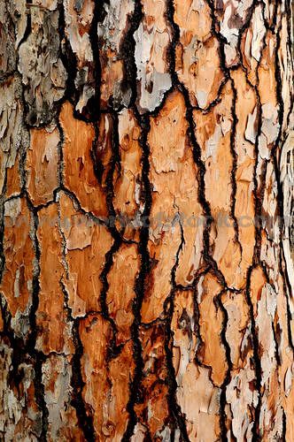 Foto Macro, Tree Bark Texture, Bark Texture, Tree Textures, Picture Tree, Texture Inspiration, Texture Photography, Kunst Inspiration, Trendy Tree