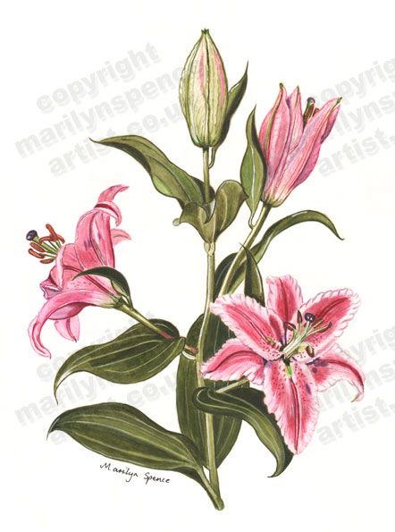 Flower Drawings Lilys, Drawing For Bedroom, Painting Of Lily Flower, Lilly Flower Drawing, Stargazer Lily Painting, Rose Flowers Drawing, Stargazer Lily Watercolor, Stargazer Lily Illustration, Pot Drawing