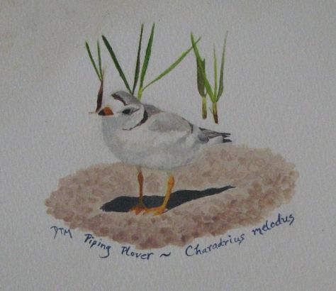 Piping Plover Piping Plover Art, Piping Plover Tattoo, Piping Plover, Small Paintings, Postage Stamp, Postage Stamps, Piping, Birds, Stamp