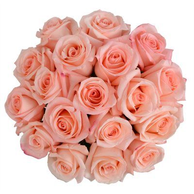 Member's Mark Premium Roses (Color and variety may vary, 18 stems) - Sam's Club 100 Roses, Ecuadorian Roses, Rose Varieties, Quito Ecuador, Growing Roses, Members Mark, Flower Care, Flower Food, Spray Roses