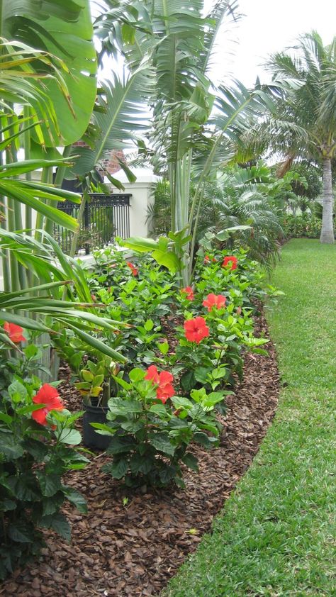 For a pop of color in your landscape, plant hibiscus! Their large and showy flowers stand out amongst the other tropical foliage. Tropical Backyard Landscaping, Backyard Resort, Hibiscus Garden, Tropical Patio, Tropical Landscape Design, Florida Landscaping, Tropical Garden Design, Tropical Backyard, Backyard Garden Design