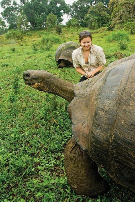 Galapogas Islands, Galapagos Island, Galapagos Tortoise, Giant Tortoise, Tortoise Turtle, Galapagos Islands, A Turtle, Reptiles And Amphibians, The Grass