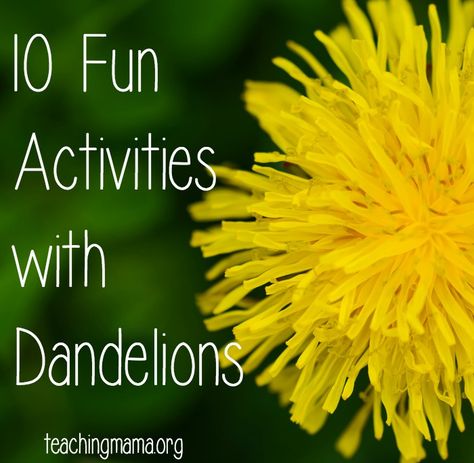 10 Fun Activities with Dandelions Dandelion Projects For Kids, Dandelion Crafts For Toddlers, Dandelion Activities For Kids, Dandelion Activities For Preschool, Dandelion Activities, Plant Activities For Preschool, Dandelion Magic, Dandelion Crafts, Flowers Activities