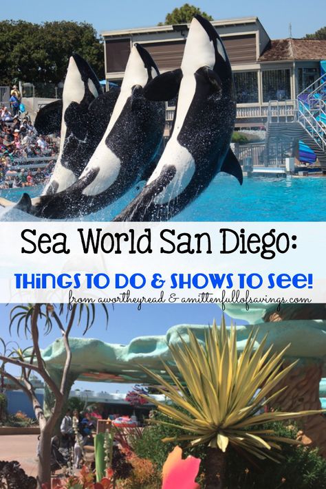 Planning a trip to San Diego Sea World? Read about the things that you should do, shows to see, including our favorite shows. I also included savings tips and how to make the most of your day at Sea World San Diego! Sea World San Diego, Trip To San Diego, Seaworld San Diego, San Diego Vacation, Savings Tips, San Diego Travel, Orlando Vacation, California Vacation, San Diego Zoo