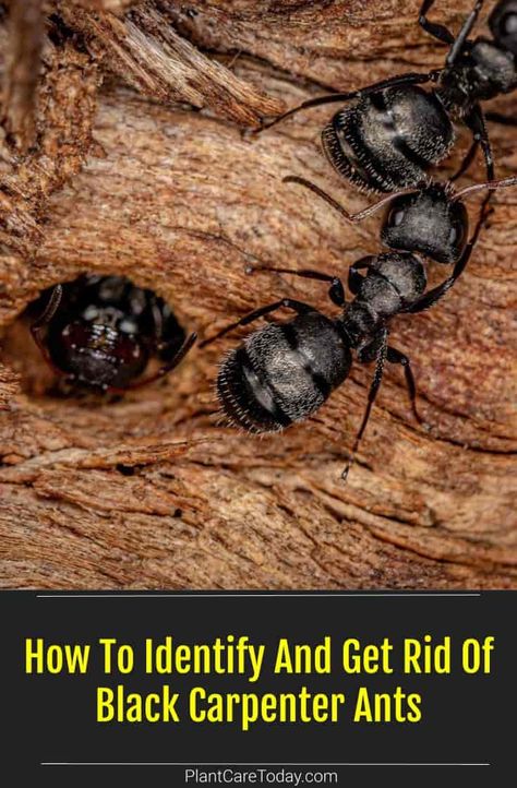 Carpenter Ants In House Get Rid Of, How To Get Rid Of Carpenter Ants, Carpenter Ants How To Get Rid Of, Get Rid Of Carpenter Ants, Kill Carpenter Ants, Ant Remedies, Garden Planing, Ant Trail, Carpenter Ants