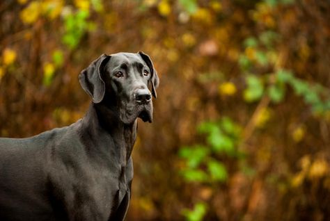 10 Mighty Facts About Great Danes | Mental Floss Great Dane Facts, Great Dane Temperament, Great Dane Funny, Great Dane Mix, Tallest Dog, Great Danes, Havanese Puppies, Great Dane Puppy, Havanese Dogs