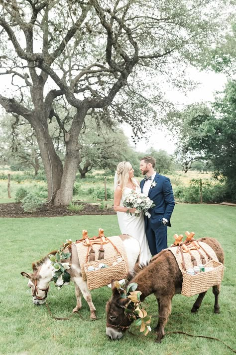 Cookie Cake Wedding, Beer Burro, Donkey Wedding, Mini Donkeys, Country Wedding Photos, Mini Donkey, Miniature Donkey, Beer Wedding, Horse Wedding