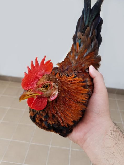 Bantam Chicken (ayam kate) Ayam Kate, Bantam Chicken, Bantam Chickens, Rooster, Chicken