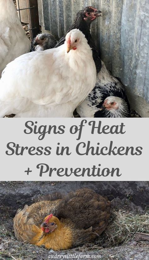 Backyard Chickens Coop Ideas, Chickens In Summer Heat, How To Keep Chickens Cool In The Summer, Chicken Needs, Chicken Cooling Station, Chicken Tips Backyard, Keep Chickens Cool In Summer, Chicken Pool Ideas, Keeping Chickens Cool