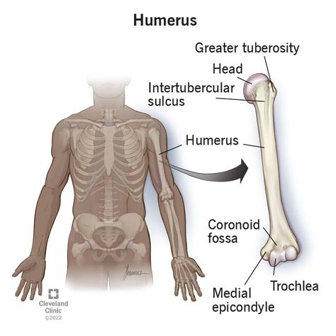 Humerus (Bone): Anatomy, Location & Function Humerus Bone Anatomy, Forearm Bones, Humerus Fracture, Humerus Bone, Bone Density Test, Bone Anatomy, Radius And Ulna, Radial Nerve, Shoulder Dislocation