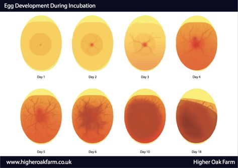 How To Tell If Your Eggs Are Fertile — Higher Oak Farm Egg Development Chart, Stages Of Chicken Egg Development, Candling Chicken Eggs, Hatching Duck Eggs, Farming 101, Incubating Chicken Eggs, Broody Hen, Egg Candling, Hatching Chickens