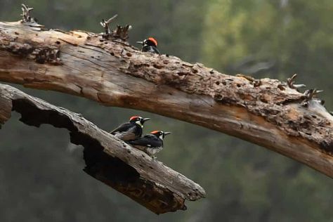 The week in wildlife – in pictures | Environment | The Guardian Dead Forest, Comedy Wildlife Photography, Kelp Forest, Dead Tree, Wildlife Pictures, Giant Tree, Woodpeckers, Marine Environment, Mountain Lion