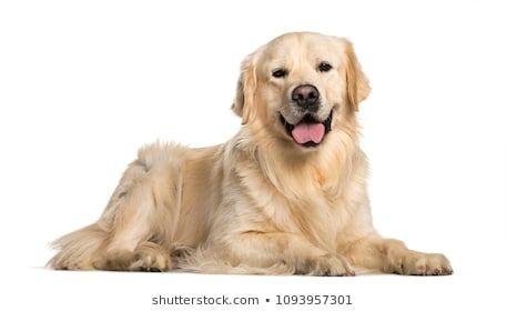 Royalty-Free Golden Retriever Dog Stock Images, Photos & Vectors | Shutterstock Golden Retriever Sketch, Heart Shaped Frame, Golden Background, Milk Cow, Dog Images, Dogs Golden Retriever, Cute Poster, Retriever Dog, Dog Sitting