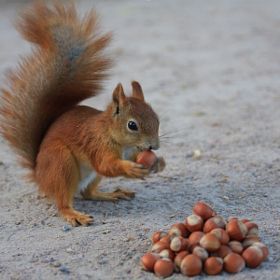 Canned Stewed Tomatoes, Squirrel Nutkin, Duke Cannon, The Nut Job, Nuclear Winter, Nut House, Stewed Tomatoes, Cute Squirrel, Summer Memories