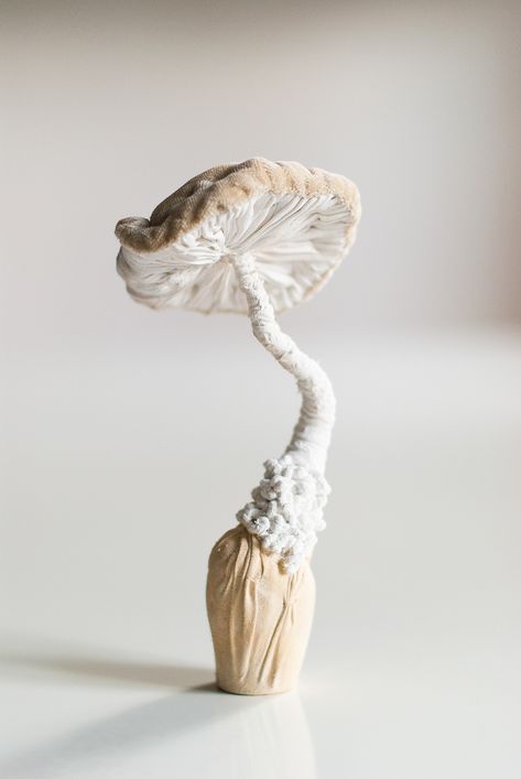 my mushrooms sculptures textielart on Behance White Mushroom, Mushroom Crafts, Wild Mushroom, White Mushrooms, Textile Sculpture, Fibres Textiles, Textile Crafts, Mushroom Art, Art Textile