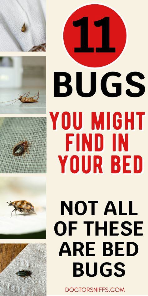 11 Bugs You Might Find in Your Bed Carpet Beetles How To Get Rid Of, Bed Bugs How To Get Rid Of Fast, Silver Fish Bug, Bed Bugs Pictures, Carpet Beetles, Bed Bugs, Bugs And Insects, Dust Mites, Beetles