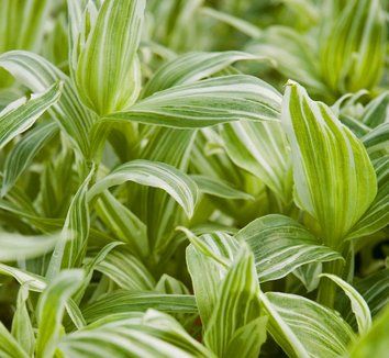 Tradescantia fluminensis-rionjuoru Tradescantia Albiflora, Purple Heart Plant, Oyster Plant, Broadleaf Evergreen, Biennial Plants, Wandering Jew, Trailing Plants, Small White Flowers, Leaf Coloring