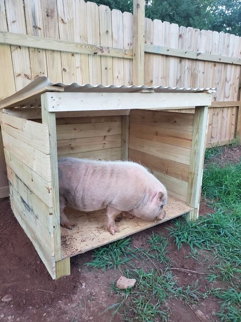 Pig Fence Ideas, Diy Pig House, Pig Houses Outdoor, Diy Pig Pen, 4h Pigs, Farming House, Pig Houses, Pig Fence, Farm Printables