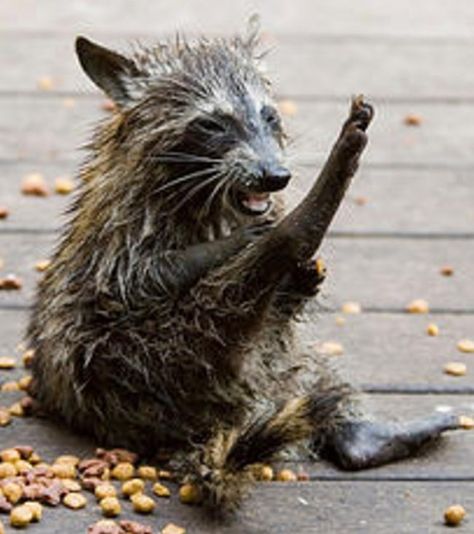 Cheezburger Image 9174941440 Getting Wet, Soaking Wet, Racoon, Animal Stories, Unique Animals, Sloth, Cat Memes, Animal Pictures, Lion Sculpture