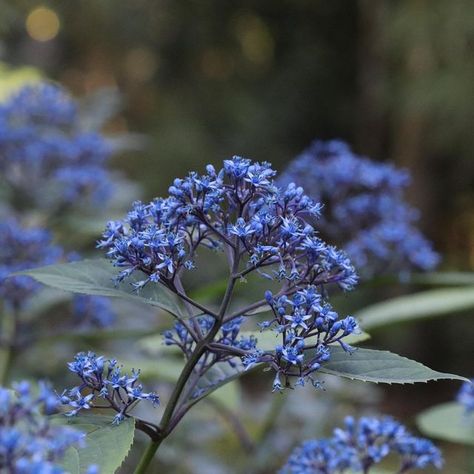 Emma Crawforth on Instagram: "Lots of interesting hydrangeas to discover @abbotsburysubtropicalgardens yesterday, including H. febrifuga, flowering beautifully blue" Mountain Hydrangea, Hydrangea, Blue Flowers, Dandelion, Grapes, Plants, Flowers, Pattern, On Instagram