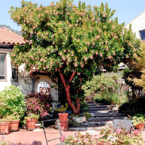 Arbutus 'Marina' Arbutus Marina, Mediterranean Garden Design, Strawberry Tree, Contemporary Mediterranean, Manzanita Tree, Waterwise Garden, Garden Planner, Mediterranean Garden, Evergreen Trees