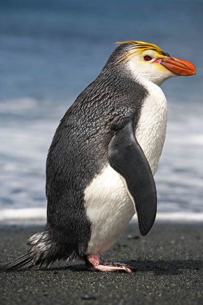 The Vulnerable Royal Penguin (Eudyptes schlegeli) is only found on Macquarie Island and adjacent islands. -kc Royal Penguin, Macaroni Penguin, Galapagos Penguin, Penguin Love, Wild Creatures, Aquatic Animals, Airbrush Art, Cute Penguins, Sea Birds