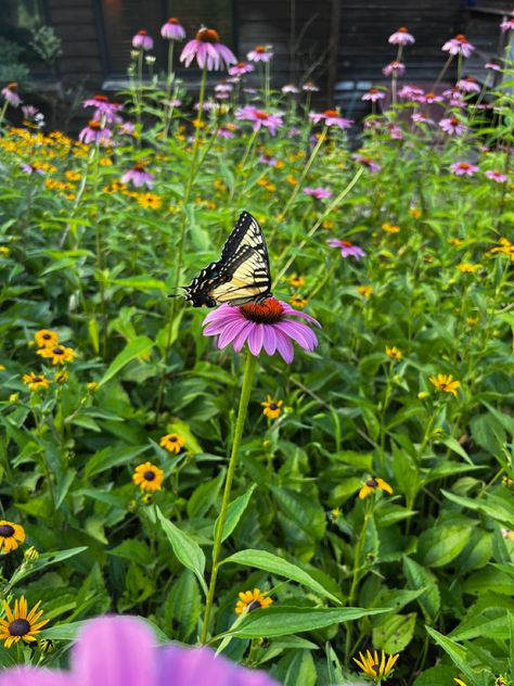 Butterfly Garden Aesthetic, Stone Pathways Ideas Walkways, Boxwood And Hydrangea, Backyard River, Pathways Ideas Walkways, Perrenials For Shaded Areas, Pool Concrete, Concrete Front Steps, Animals Inspiration