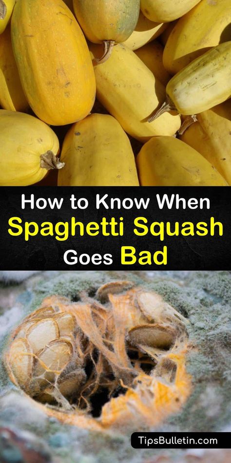 Learn how to cook spaghetti squash with olive oil on the cut side on a baking sheet and served with pesto for a low carbohydrate gluten-free dish. Discover when cooked spaghetti squash or raw goes bad with signs such as going mushy, and how to store them. #fresh #spaghetti #squash #spoiled Spaghetti Squash Benefits, Squash Benefits, Cooked Spaghetti Squash, Fresh Spaghetti, Cook Spaghetti Squash, Squash Noodles, Cooking Spaghetti, Best Spaghetti, Low Carbohydrate Recipes