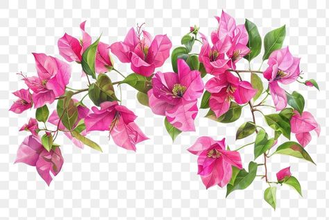 Bougainvillea Illustration, Bougainvillea Art, Bougainvillea Watercolor, Emerald House, Bougainvillea Tree, Bougainvillea Flower, Villa Project, Flower Step By Step, Vector Poster