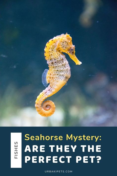 Dive into the enchanting world of seahorses with our revealing video! Discover the pros and cons of making these captivating creatures your companions. Are seahorses the ideal pets? Our video creator breaks it down, providing you with 5 compelling reasons to consider these aquatic wonders and highlighting 3 aspects to be cautious about. From their unique appearance to their intriguing status as bony fish in the Syngnathidae family, seahorses have become popular exotic pets. Pet Seahorse, Seahorse Facts, Fish Chart, Sea Horses, Lovely Friends, Fish Care, Video Creator, Pet Fish, Seahorses