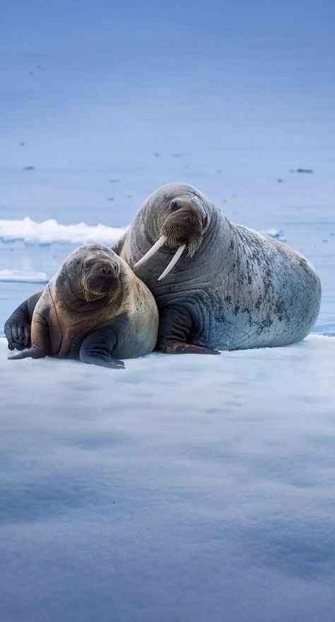 Baby Walrus, Fierce Animals, Underwater Animals, Rare Animals, Marine Mammals, Marine Animals, Ocean Creatures, Ocean Animals, Nature Animals