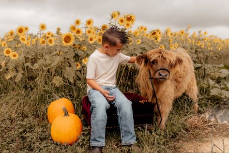 Mini Highland Cow Photoshoot, Mini Cow Photoshoot, Cow Mini Session, Highland Cow Photoshoot, Cow Photoshoot, Highland Cow Mini, Hyland Cow, Cowgirl Senior Pictures, Mini Highland Cow