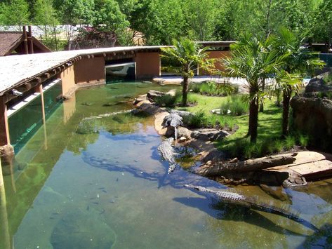 Planet Zoo Crocodile Habitat, Zoo Exhibit Ideas, Zoo Buildings, Zoo Exhibit Design, Planet Zoo Inspiration, Crocodile Habitat, Zoo Boo, Butterfly Exhibit, Memphis Zoo