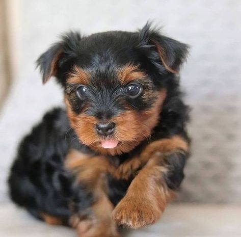 Teacup Yorkie Puppies For Sale Near Me, Teacup Yorkie For Adoption, Free Puppies For Adoption, Micro Teacup Yorkie, Yorkshire Terrier For Sale, Yorkie Puppies For Adoption, Yorkie Breeders, Morkie Puppies For Sale, Teacup Yorkie For Sale