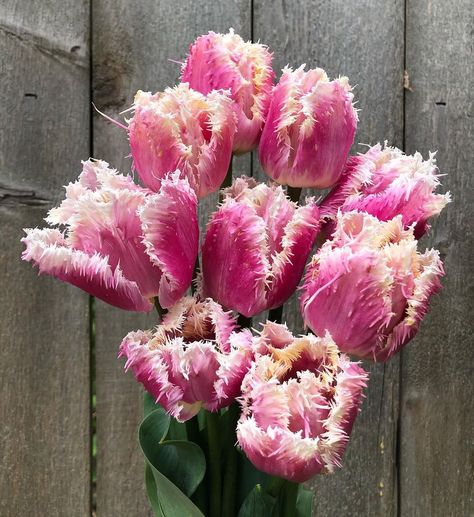 Big Tulip Bouquet, Mixed Tulip Bouquet, Fringed Tulips, Frilly Tulips, Prettiest Flowers, Apricot Parrot Tulip, My Garden, Dream Garden, Pretty Flowers