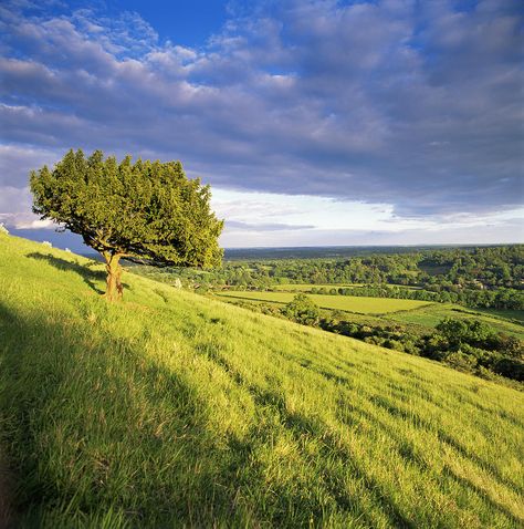 On Box Hill Tree On A Hill, Stump Grinding, Landscaping On A Hill, Box Hill, Service Website, Surrey England, Places In England, Tree Service, British Countryside