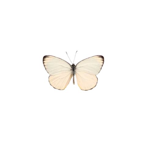 #vintage #aesthetic #vintageaesthetic #butterfly #white #beige #beigeaesthetic #freetoedit Png Cottagecore, Carrd Stuff, Butterfly White, Beige Icons:), Minimalist Icons, Screen Icon, Png Aesthetic, Beige Wallpaper, Holiday Wallpaper