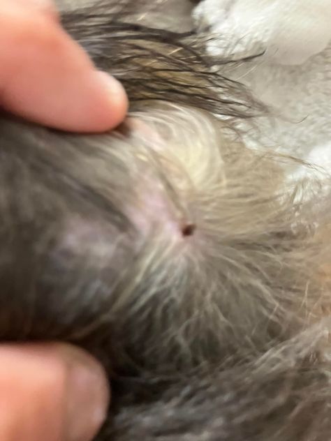 🚨Tick removal🚨 Groom Van Go This dog is now tick free! If you have questions about Flea and Tick prevention, please contact your local vet or pet store(: Tick Removal, Tick Prevention, Flea And Tick, Pet Store, Ticks, Pet, Van, Dogs, Quick Saves